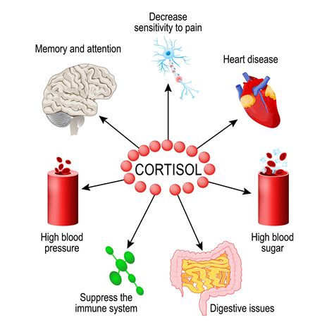 Cortisol Kills Brain Cells at Jonathan Richardson blog