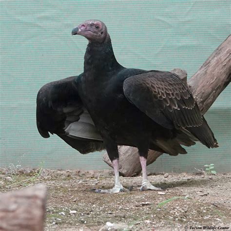 Patient of the Week: 10/17/25 - Tucson Wildlife Center