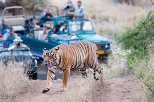 Wildlife Week kicks off in R’bore, Sariska with special safaris for kids