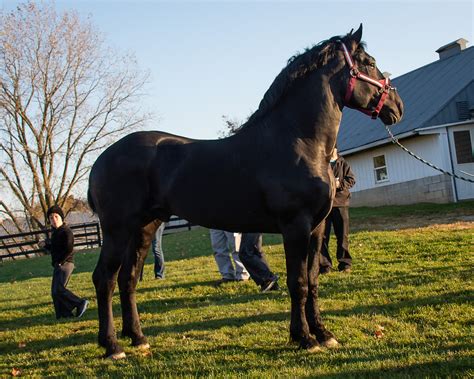 The Origin and History of the Percheron Horse – PHAOA