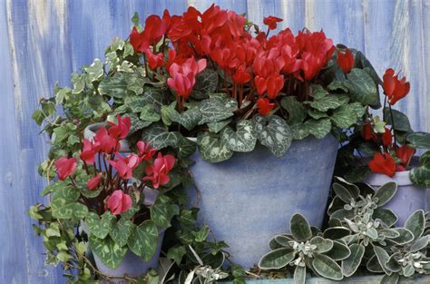 How to Grow and Care for Cyclamen Plants