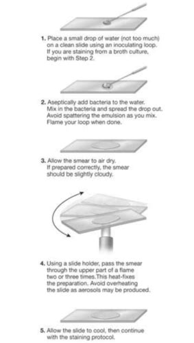 Image result for Simple Stain Procedure