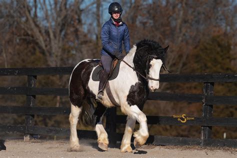 Gypsy Cross Horse for Sale - Metallica | The Horse Bay
