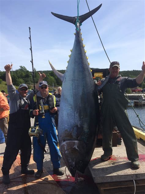 Biggest Bluefin Tuna