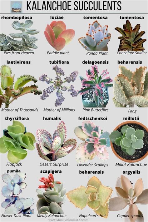 19 different types of aloe plants with pictures – Artofit