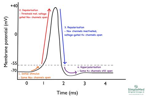 Action Potential Simple Steps 的图像结果