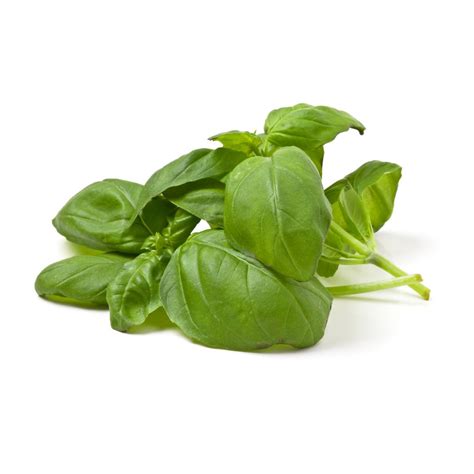 Fresh Basil - Bistro Guy