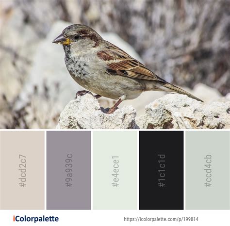Color Palette Ideas from Bird Sparrow House Image | iColorpalette