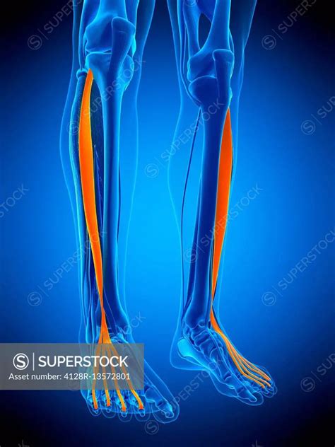 Image result for Extensor Digitorum Longus Muscle Function