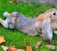 Image result for Types of Lop Rabbits
