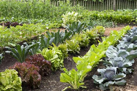 A Beginner’s Guide To Starting A Vegetable Garden | Storables