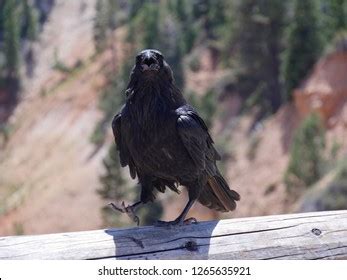 Image result for Crow Front View