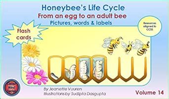 Honeybee's Life Cycle Flash Cards Volume 14, Teaching Resources aligned ...
