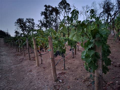 Gallery | Laguna Canyon Winery