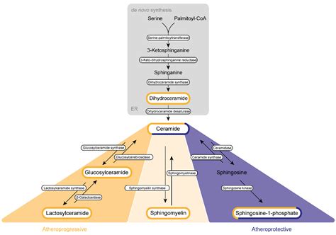 Sphingolipids in Atherosclerosis | Encyclopedia MDPI