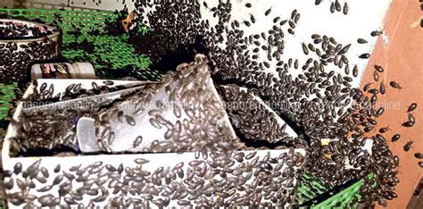 കീടനാശിനി, മണ്ണെണ്ണ, തീ...പഠിച്ച പണി പതിനെട്ടും നോക്കിയിട്ടും രക്ഷയില്ല ...