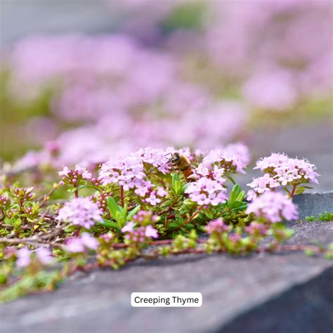 Is Creeping Thyme Invasive? A Look at Thymus serpyllum and Native ...