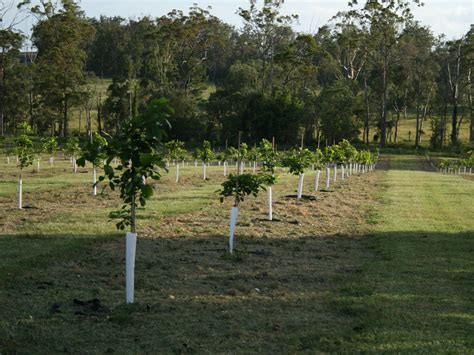 Bioenergy Plantations: Climate Action Through Sustainable Energy – Grow ...