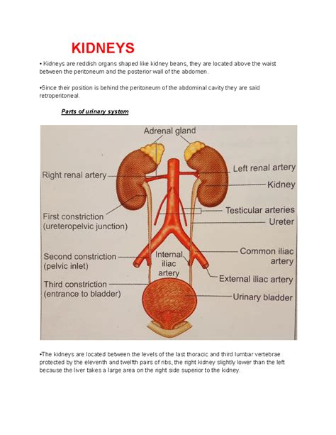 4th year syllabus. - Midwifery and Obstetrical Nursing Placement ...