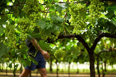 Grapes 的图像结果