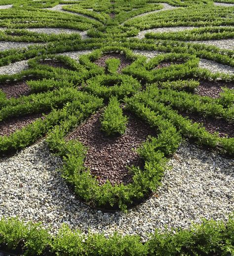Renaissance Dwarf Boxwood for Borders & Containers | Better Boxwood
