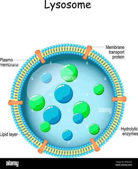 Lysosome Structure Digestive Enzymes Organelles Enzymes Lysosome