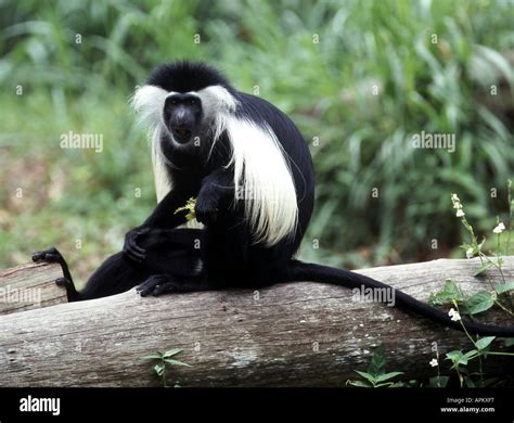 Colobus abyssinicus hi-res stock photography and images - Alamy