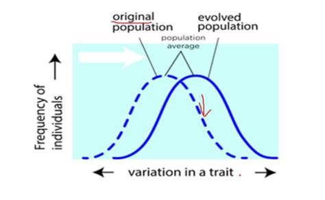 Evolution Level Class 7 的图像结果