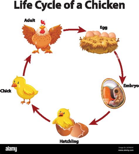 Commercial Chicken Life Cycle at Robert Guajardo blog