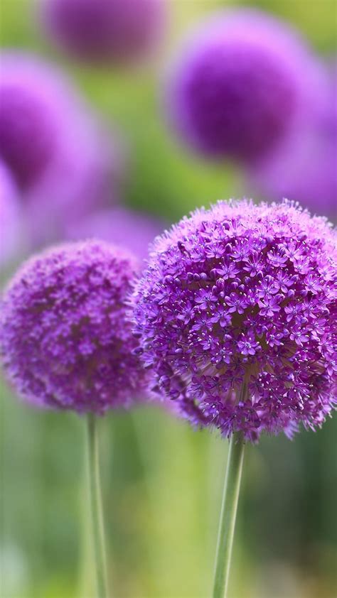 Image result for Android Splash Screen Beautiful Background