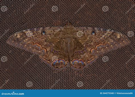 Adult Male Black Witch Moth Stock Photo - Image of detail, odorata: 264275340