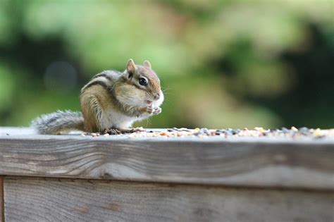 Image result for Digesting Chipmunk