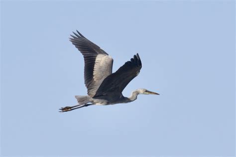 Ardea heron sp. - eBird
