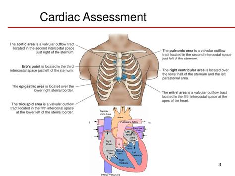 Cardiovascular Assessment Part 1 – HYSK