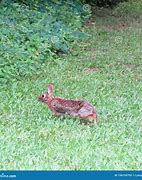 Image result for Rabbit Holding Hay