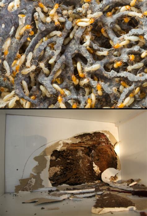 Anti Termite Treatment - Termite Control Services in Bawana, Delhi, NCR ...