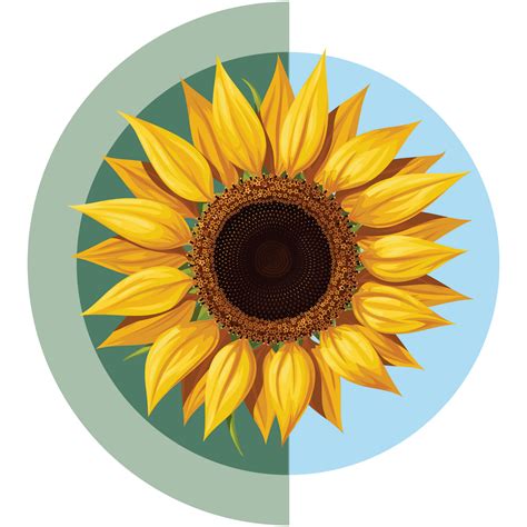 Sunflower Oil – Boho Botanist