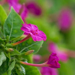 Biosnyg Marvel of Peru Four O Clock Flower Seed Price in India - Buy ...