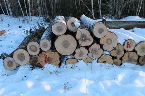 IUFRO - UoM School of Forest Resources - Speaker Series Seminar - 12 March