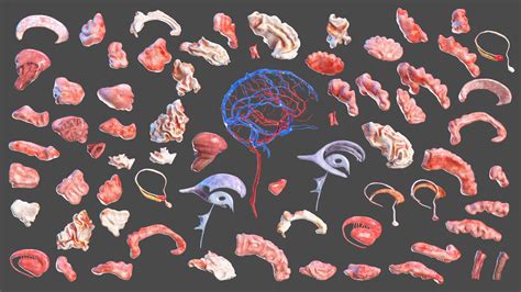 3D Boy Full Body Anatomy | 3D Molier International