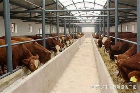 大同【肉牛&肉牛品种，运城肉牛图片&肉牛养殖场-阿里巴巴