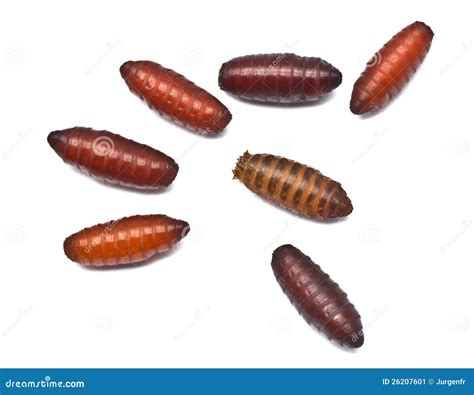 Maggots In Pupa Stage Stock Image - Image: 26207601