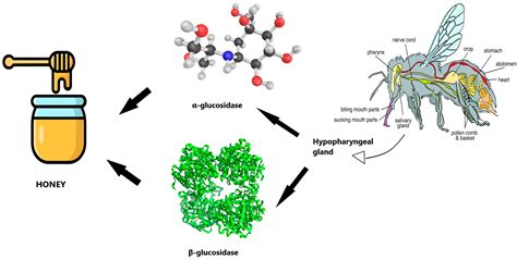 Fruits, Spices and Honey Phenolic Compounds: A Comprehensive Review on ...