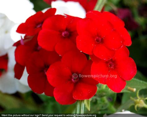 Red phlox paniculata | Phlox paniculata red riding hood