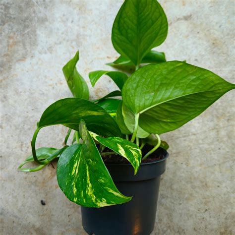 Epipremnum aureum (Golden Pothos/Devil's Ivy) Care Guide, Tips & FAQs ...