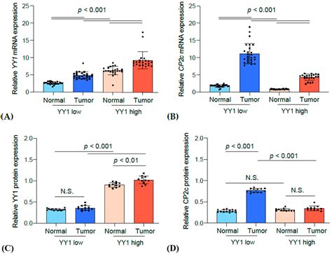 Prognostic Implication of YY1 and CP2c Expression in Patients with ...