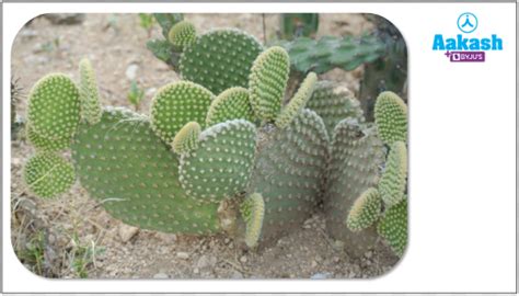 The Leaf: Types, Phyllotaxy, Modifications, Practice Problems, and FAQs ...