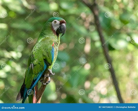 Chestnut Fronted Macaw in a Park in Ecuador Stock Photo - Image of ...