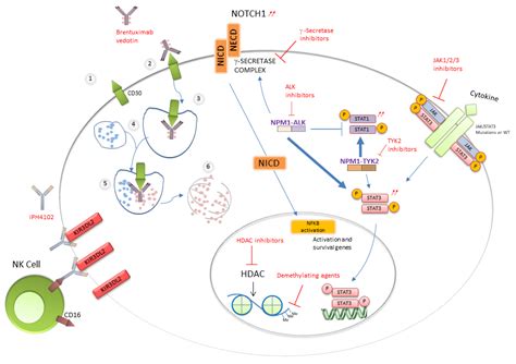 Cytokines, Genetic Lesions and Signaling Pathways in Anaplastic Large ...