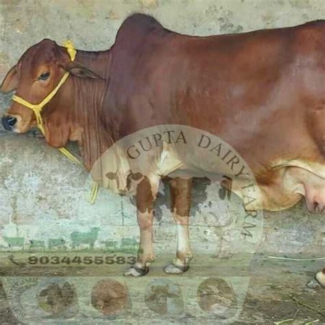 Sahiwal Cow Supplier, Sahiwal Milk Cow Trader in Karnal, Haryana